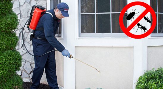 Kulp Tahtakurusu İlaçlama böcek ilaçlama ve haşere kontrolü — ilaclama-tr.com